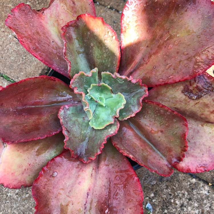 plant image 1052363