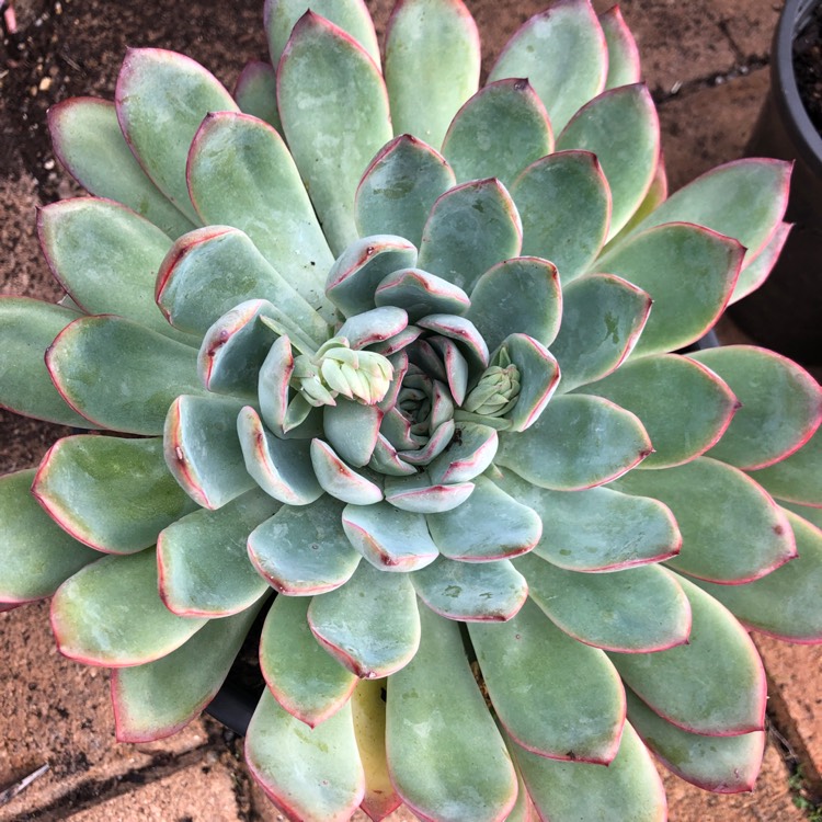plant image 1052373