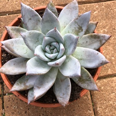 Echeveria Colorata
