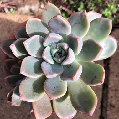 xGraptoveria Marpin