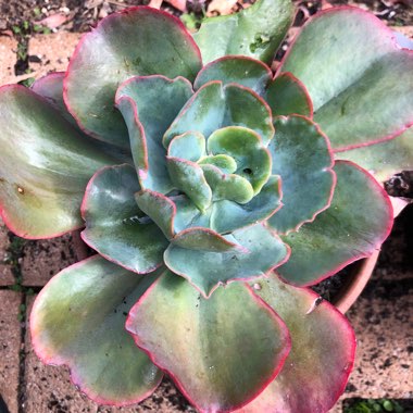 Echeveria Capri