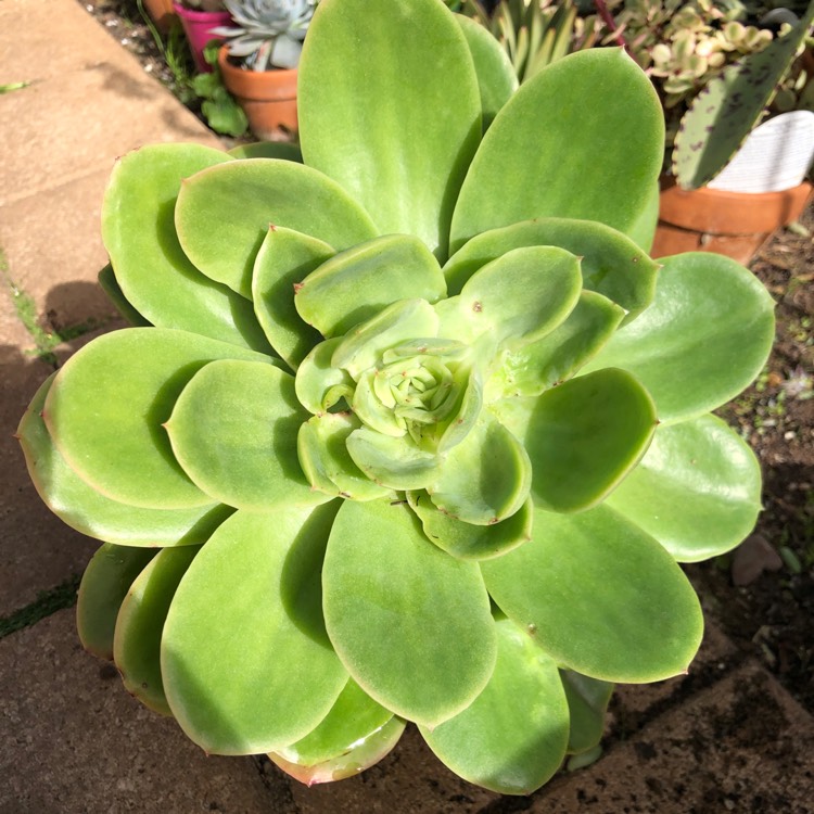 plant image 1052491