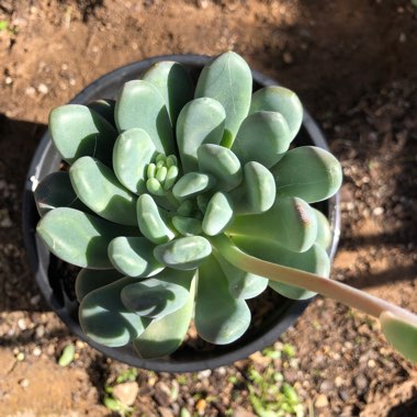 x Pachyveria Clavifolia