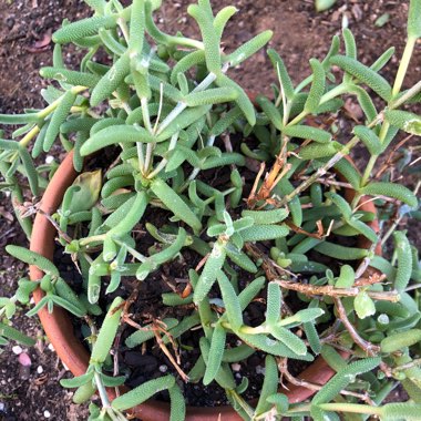 Trichodiadema bulbosum