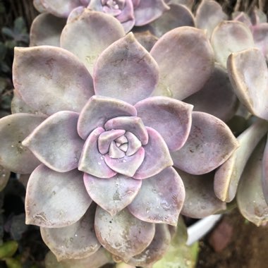 Graptopetalum Purple Delight syn. Graptopetalum Snow White