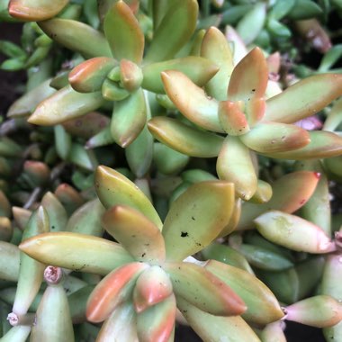 Sedum Adolphi