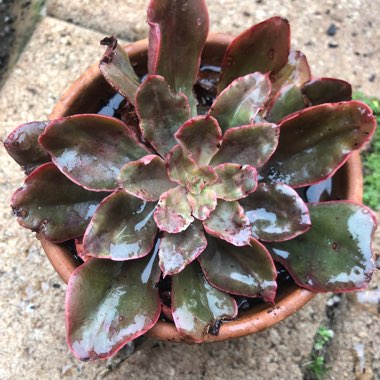 Echeveria Painted Frills