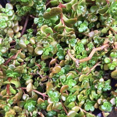 Sedum makinoi 'Green Blob'