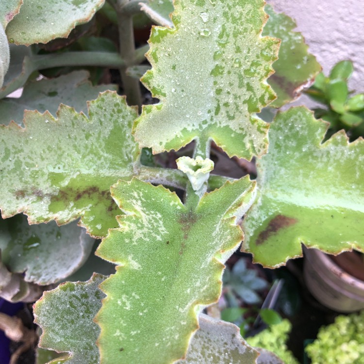 Plant image Kalanchoe Beharensis Oak Leaf