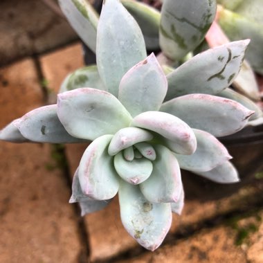 x Pachyveria Powder Puff