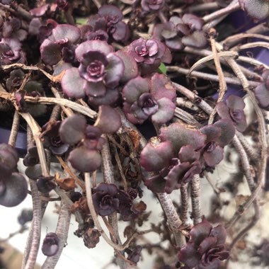 Sedum spurium  'Chocolate Blob'