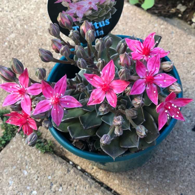 Plant image Tacitus Bellus syn.Graptopetalum Bellum