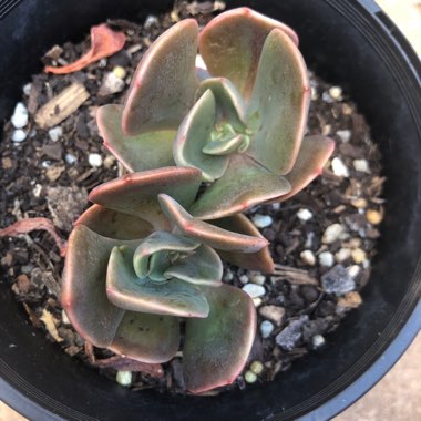 Echeveria Blue Metal