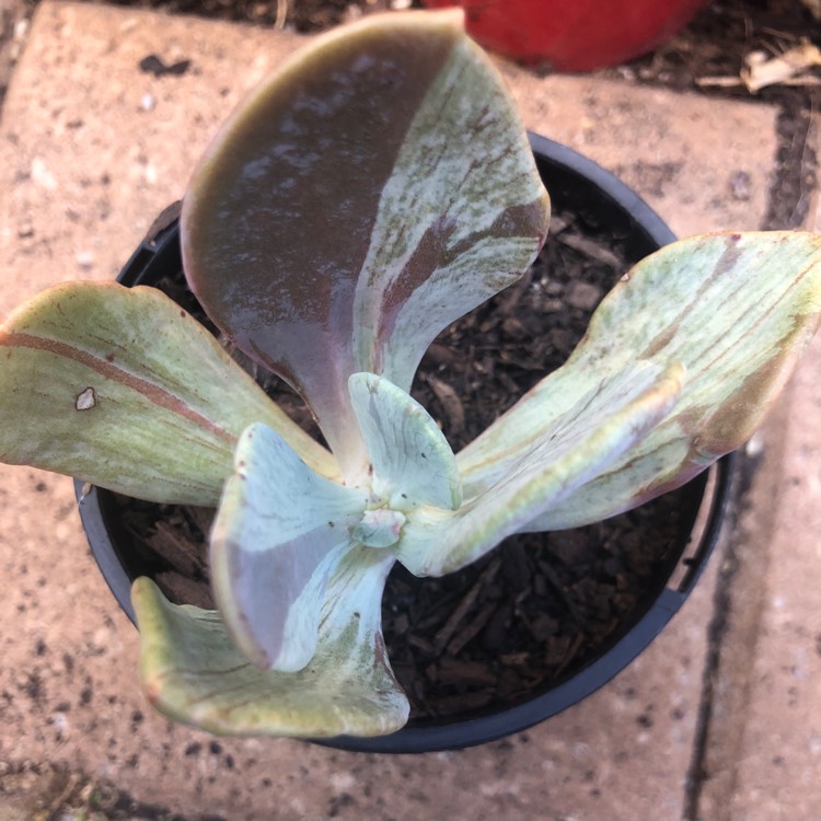 Plant image x Pachyveria Jocelyn's Joy