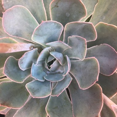 Echeveria Morning Light