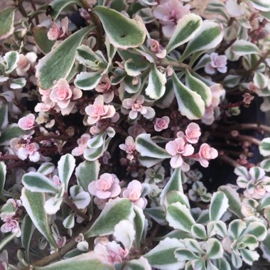 Sedum Spurium Tricolor