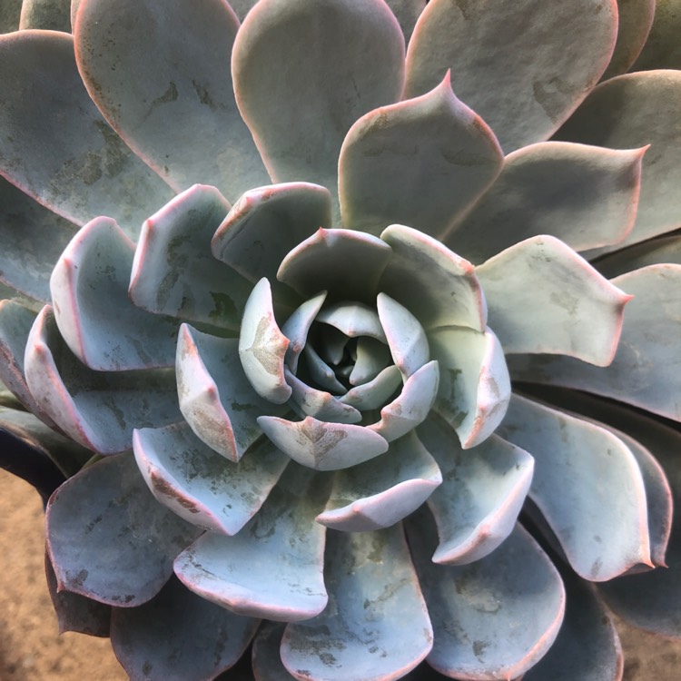 Plant image Echeveria Bifida