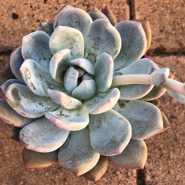 plant image 925734