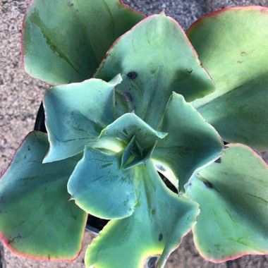 Echeveria Capri