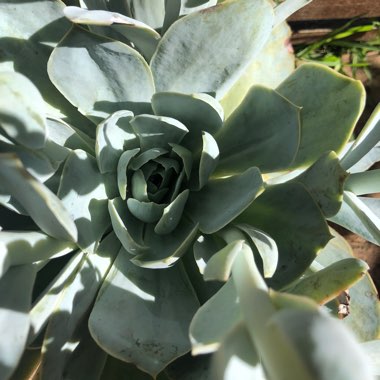 Echeveria Domingo