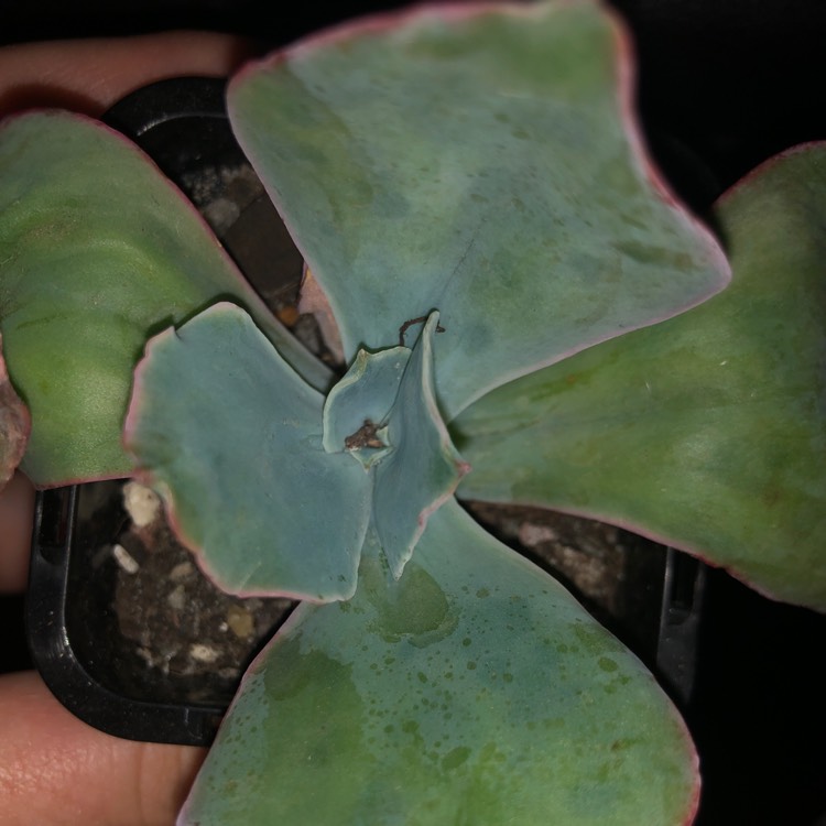 Plant image Echeveria Red Sails