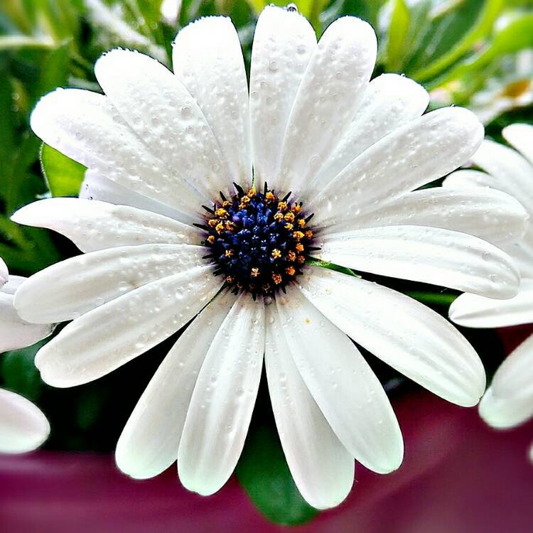 Plant image Osteospermum 'Marguerite White'