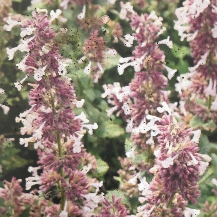 Plant image Nepeta x faassenii