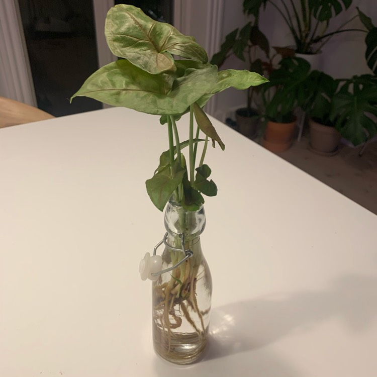 Plant image Syngonium podophyllum 'Exotic Allusion'