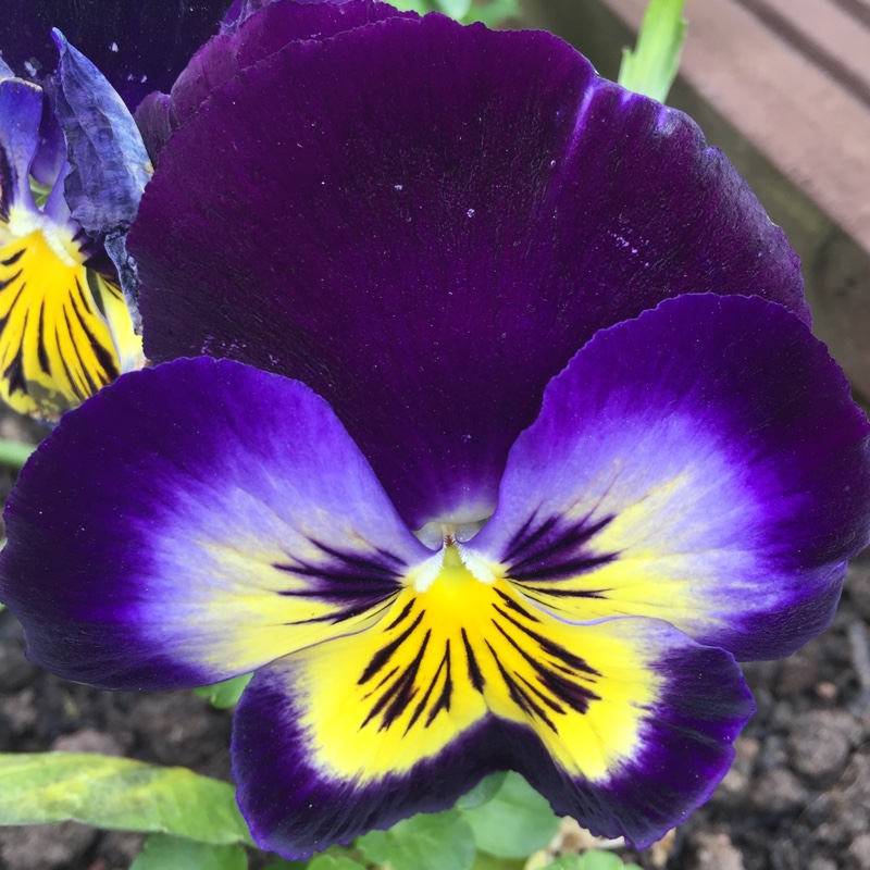 Plant image Viola Matrix Midnight Glow