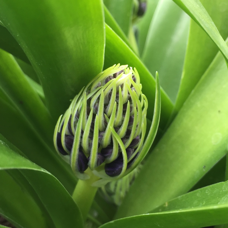 Plant image Scilla peruviana 'Sapphire Blue' (Carribean Jewels Series)