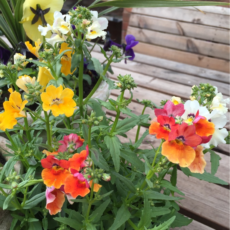 Nemesia