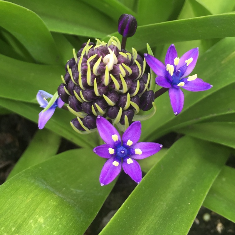 plant image 65977 plant image 65977