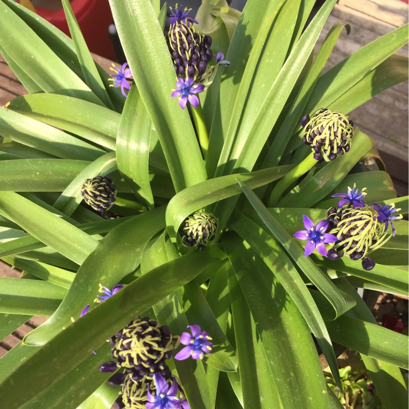 plant image 65997 plant image 65997