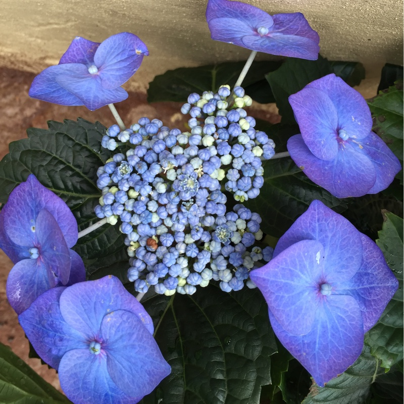 Hydrangea macrophylla 'Zorro' syn. Hydrangea macrophylla 'Zorro Blue', Hydrangea macrophylla 'Zorro Pink'