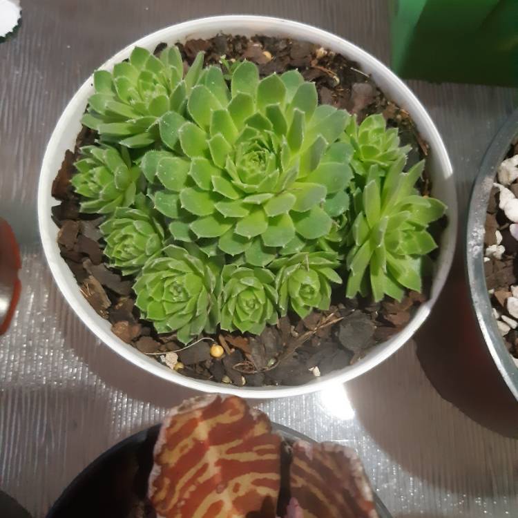 Plant image Sempervivum Hookeri