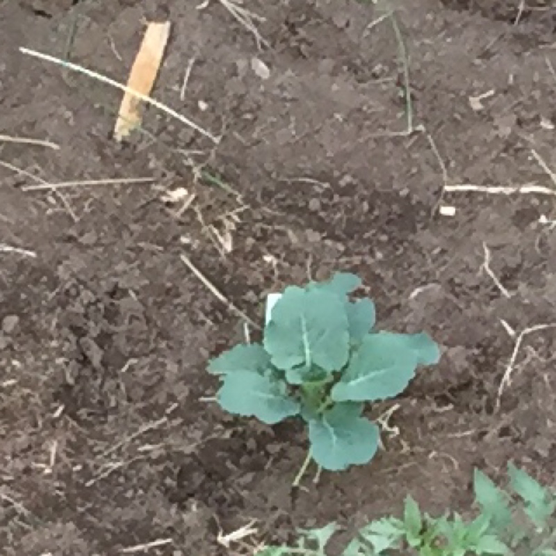 Plant image Brassica Oleracea var. Italica 'Autumn Spear'