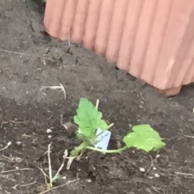 Squash