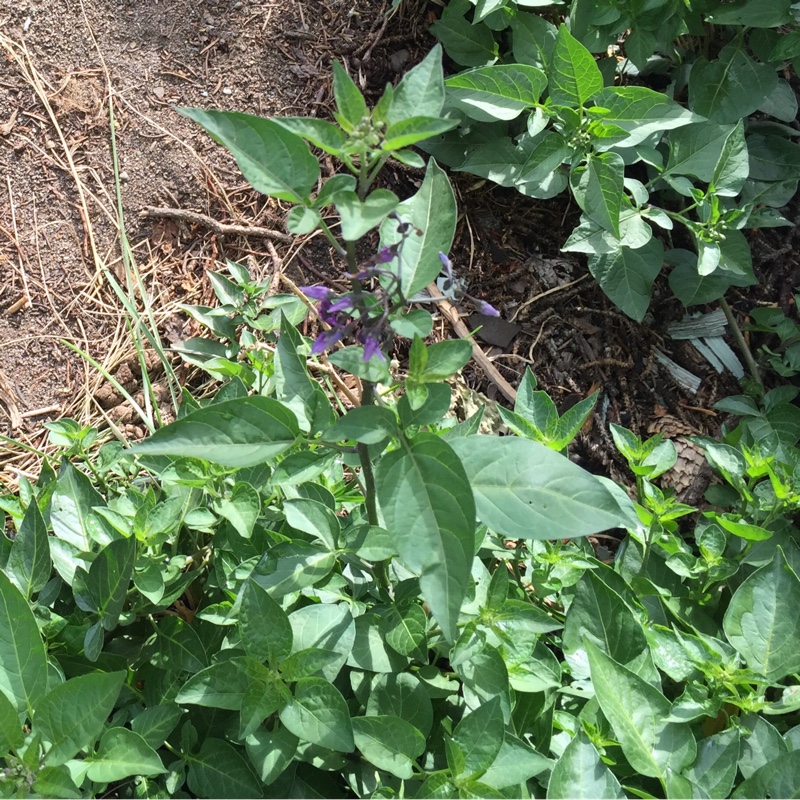 Lizzie's garden