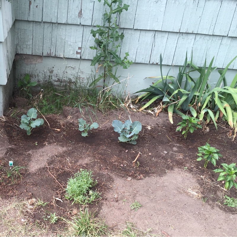 Lizzie's garden