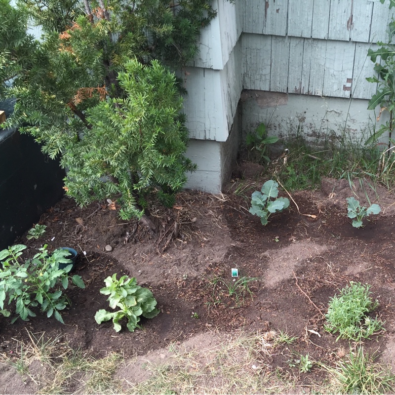 Lizzie's garden