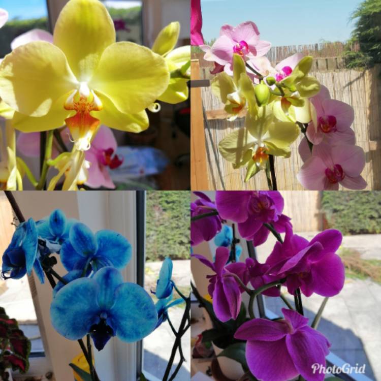 plant image 1051752