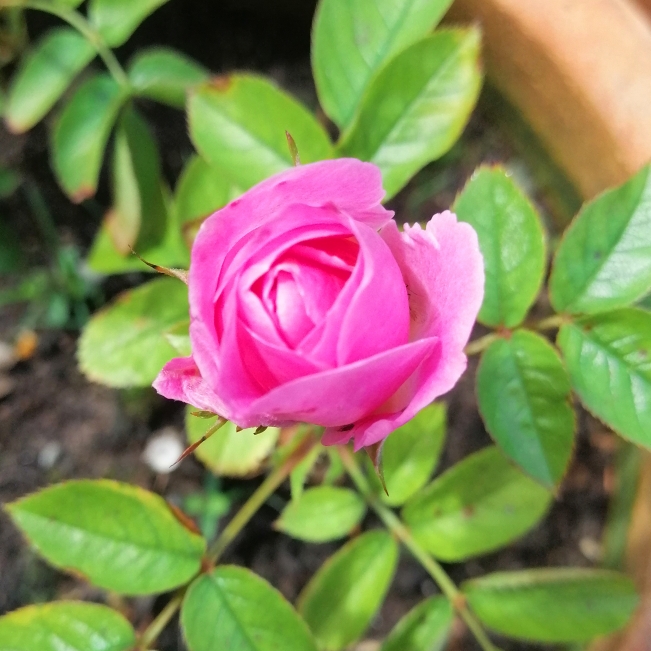 plant image 1085005