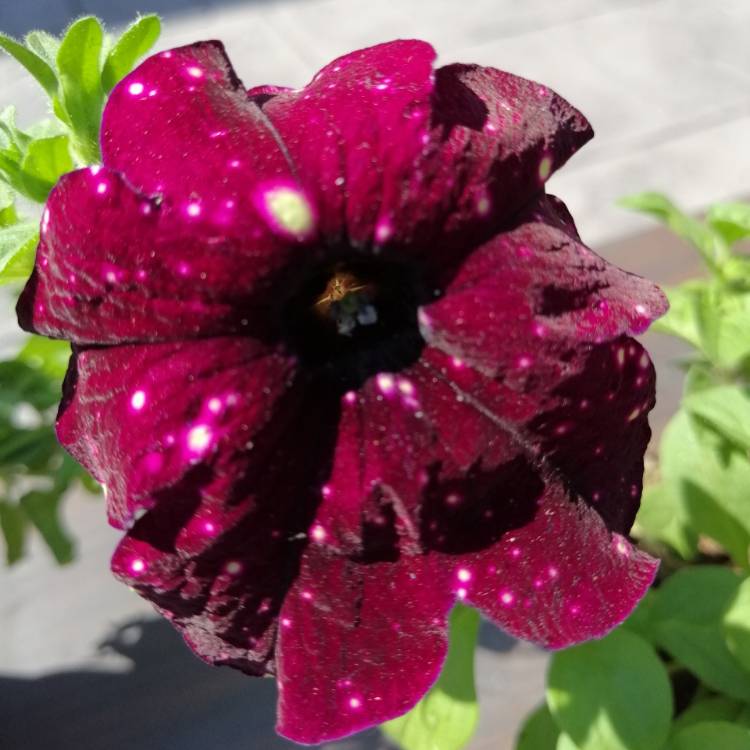 Plant image Petunia 'Lightning Sky'