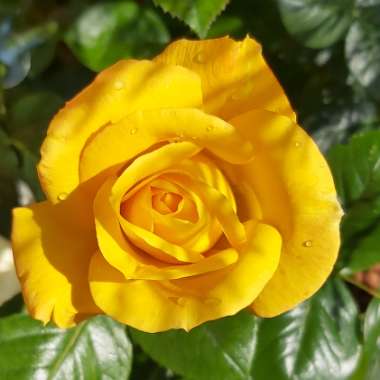 Rosa 'Arthur Bell'