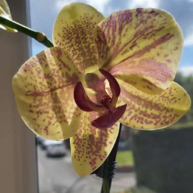 Orchid