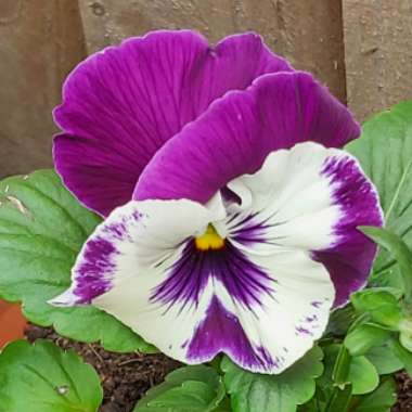 Pansy