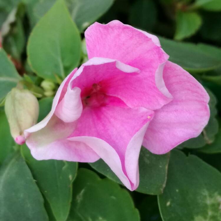 Plant image Impatiens walleriana 'Dezire Pink'