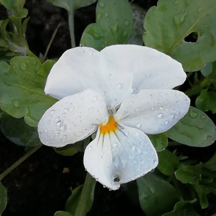 plant image 738976 plant image 738976