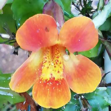 Mimulus