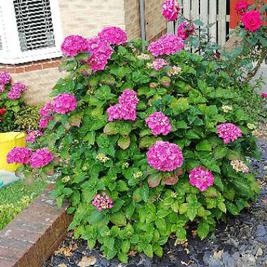 Hydrangea